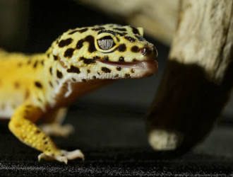 common health issues in geckos