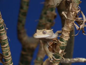 Preventing and Treating Common Health Issues in Crested Geckos