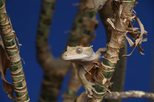 Preventing and Treating Common Health Issues in Crested Geckos