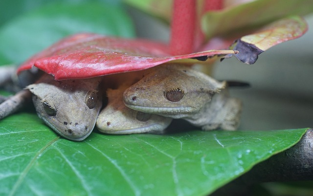 Choosing The Right Pet Gecko: Lifespan Factors