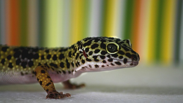 Understanding the Shedding Process of Geckos