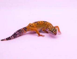 Common Skin Conditions in Geckos