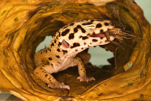 The Importance of Fiber in Your Gecko's Diet: A Comprehensive Guide