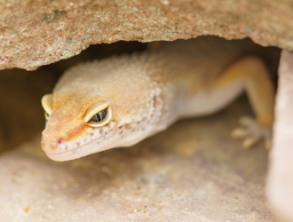 Tips for Preventing Respiratory Infections in Geckos