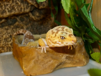 Tips for Minimizing Stress in Geckos