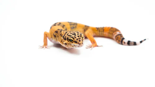 Leopard Gecko Health: Common Issues And How To Prevent Them