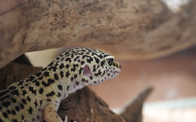 Leopard Gecko Care Sheet: The Ultimate Beginner's Guide