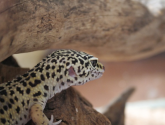 Understanding Leopard Gecko Behavior: What Your Pet Is Telling You