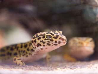 Leopard Gecko Shedding: What You Need To Know