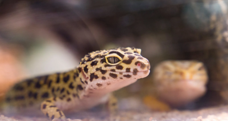 Leopard Gecko Shedding: What You Need To Know