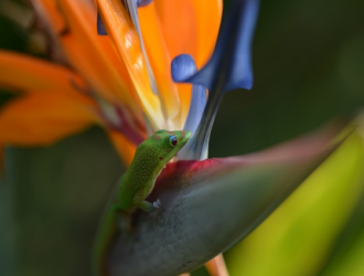 Understanding the Importance of Size for Gecko Health