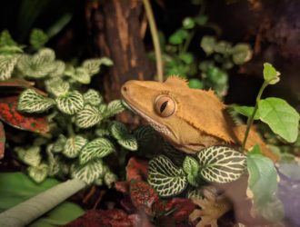 The Best Substrates for Crested Geckos in 2023
