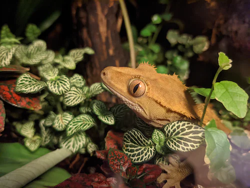 The Best Substrates for Crested Geckos in 2023