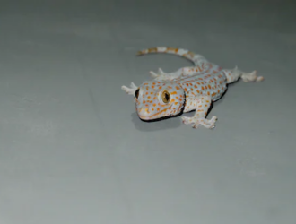 Tokay Geckos: The Loud And Beautiful Reptile