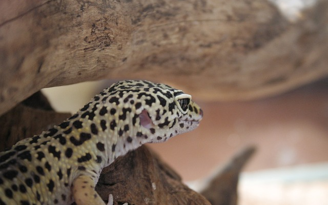 Creating The Ideal Breeding Environment For Your Geckos