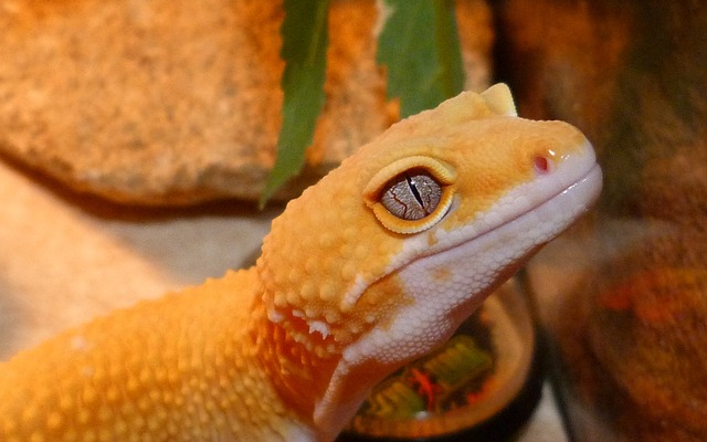 What Kind Of Veterinary Care Do Geckos Need?
