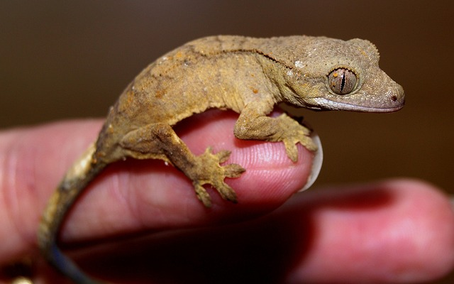 Can Geckos Be Trained Or Tamed?