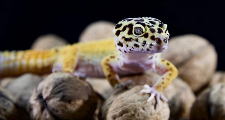 What Temperatures Are Ideal For A Leopard Gecko’s Habitat?
